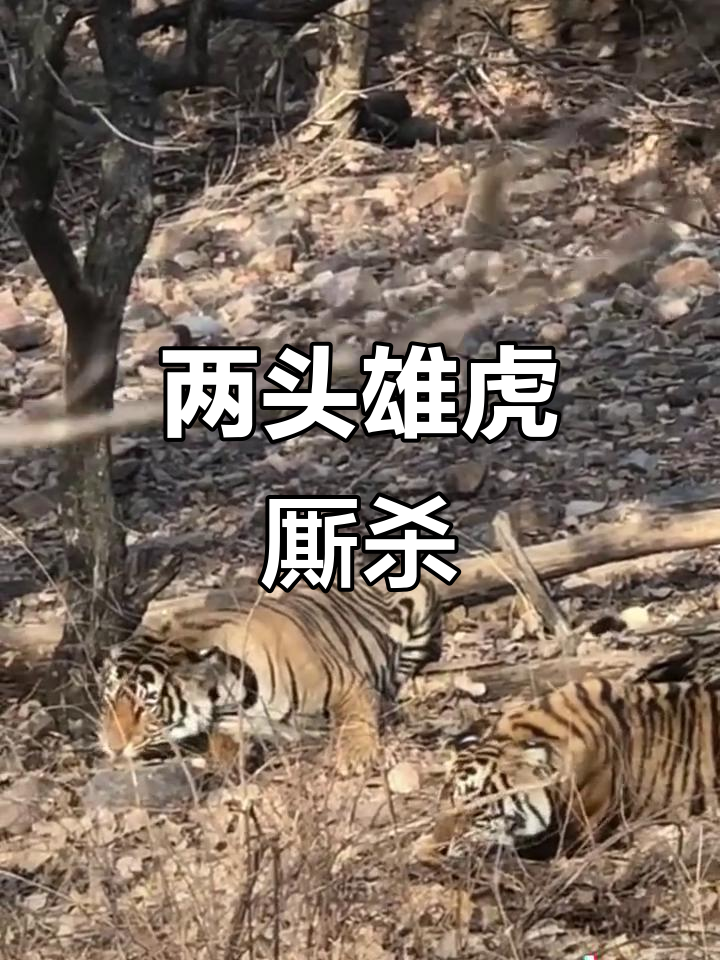 竞技场上,两队展开了一场势均力敌的对决 竞技场上,两队展开了一场势均力敌的对决